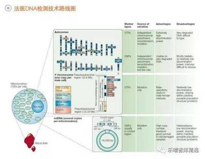 法醫DNA檢測行業 百億藍海市場蓄勢待發，技術創新驅動未來