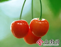 干旱減產(chǎn)致云南本地水果價(jià)格攀升，新鮮零售市場(chǎng)迎來(lái)挑戰(zhàn)